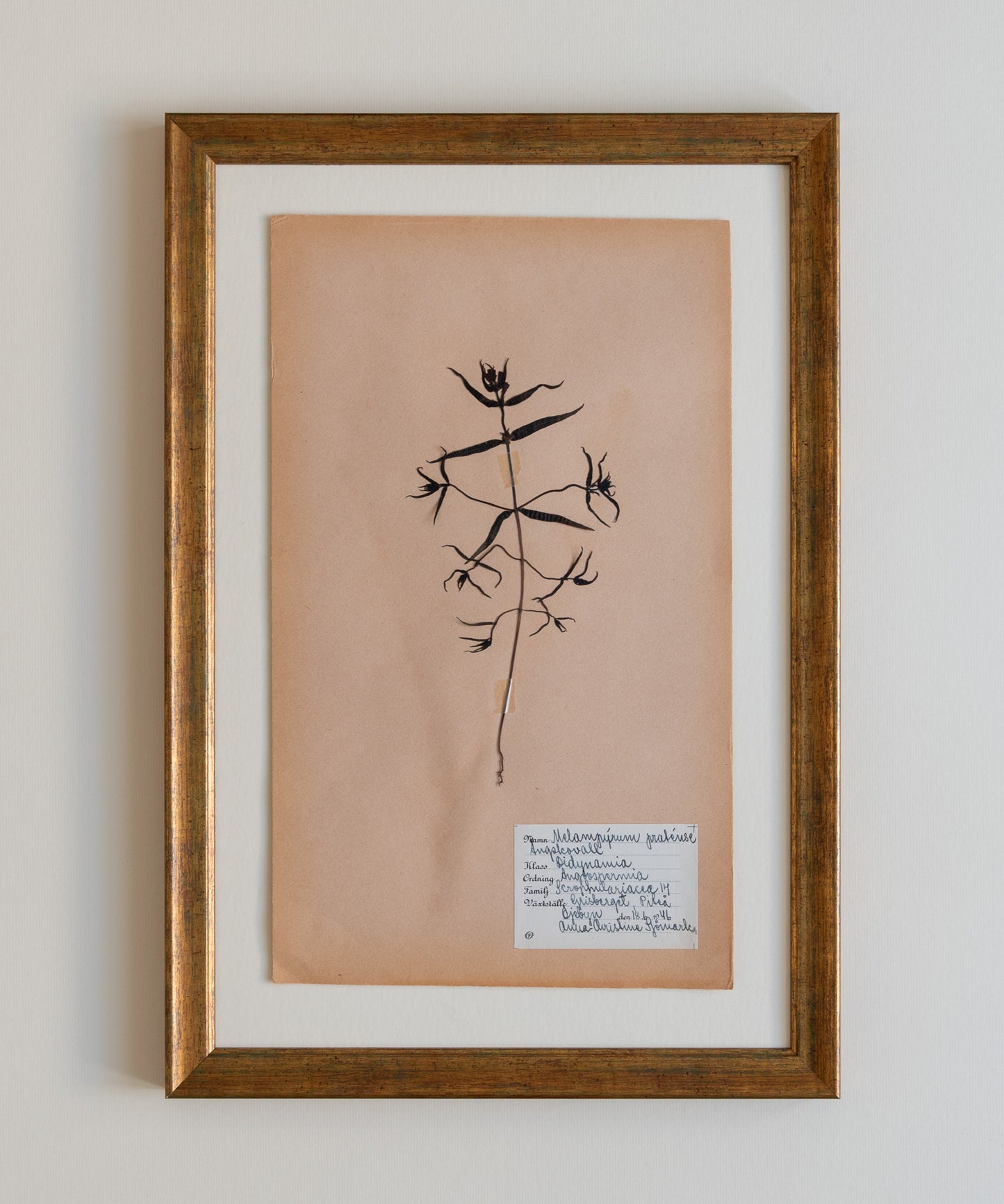 The Antique Botanicals