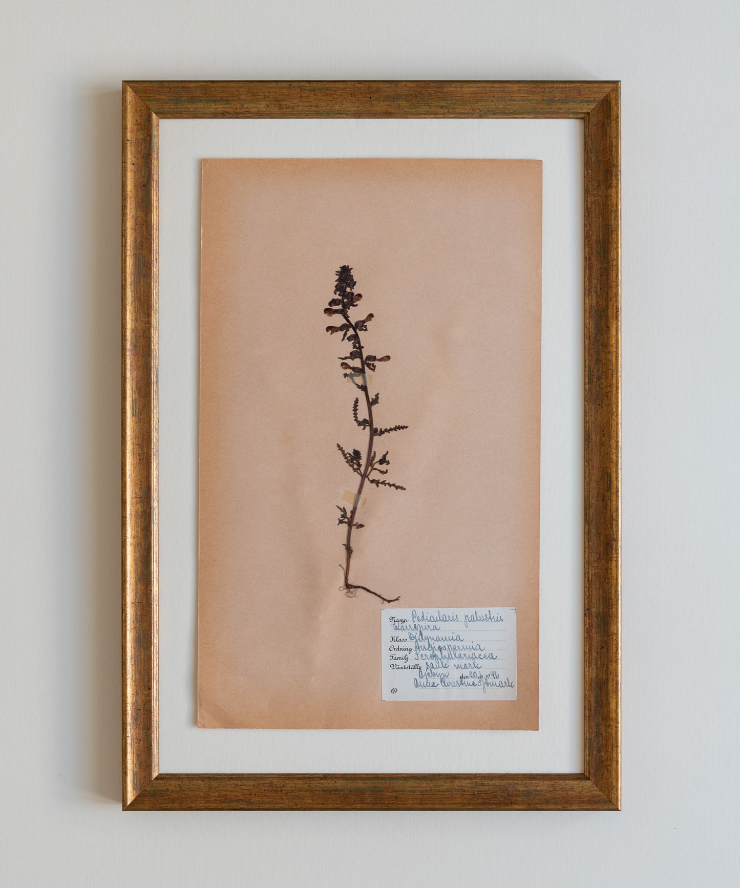 The Antique Botanicals