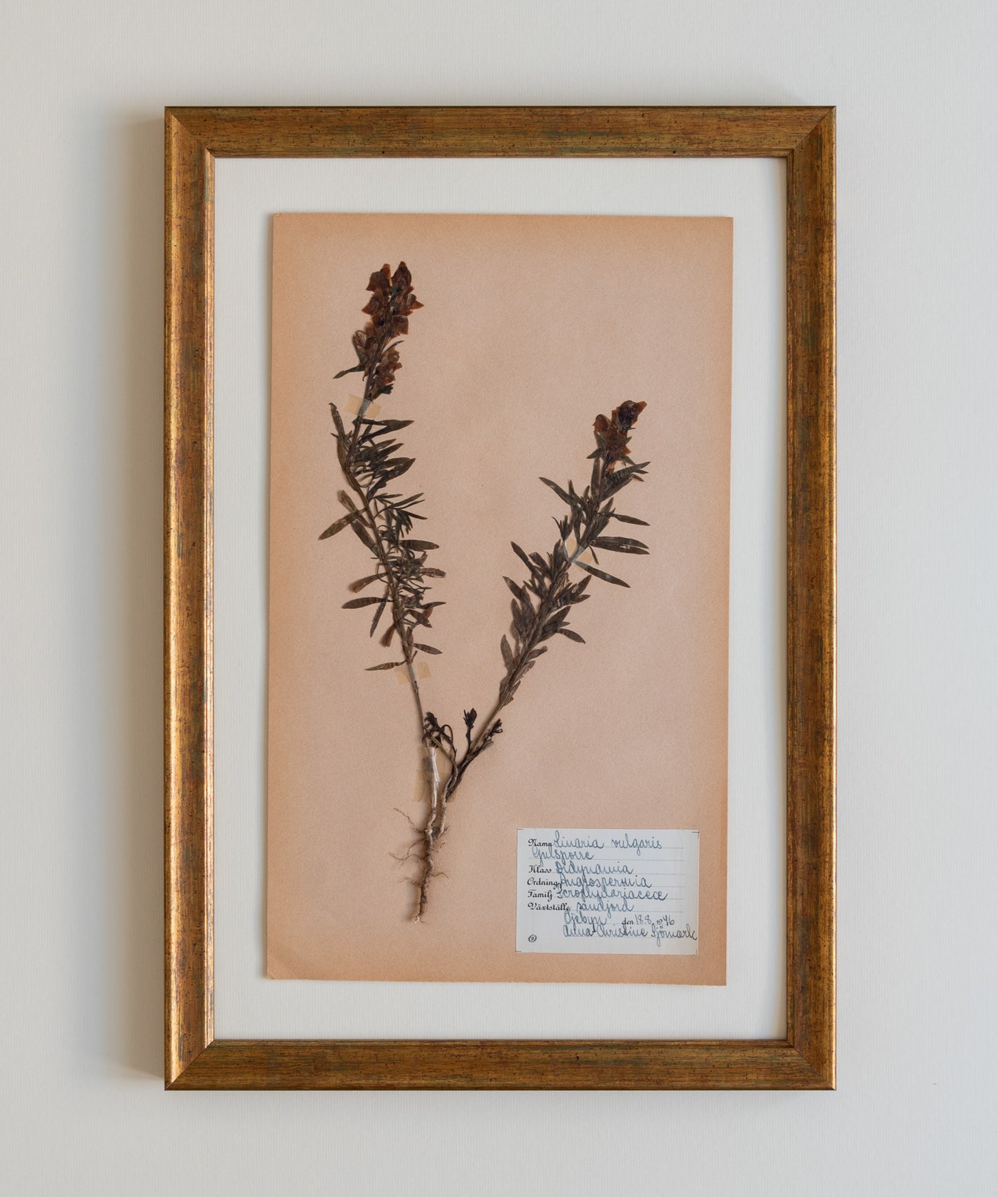 The Antique Botanicals