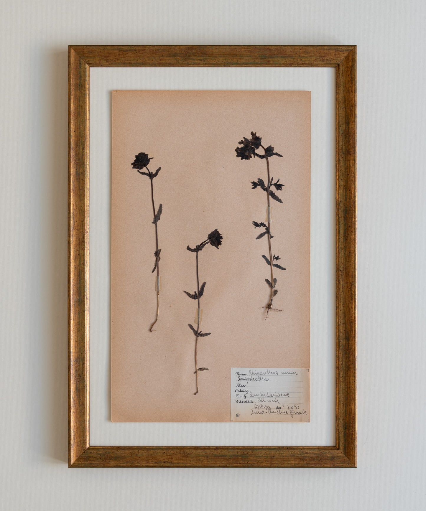The Antique Botanicals