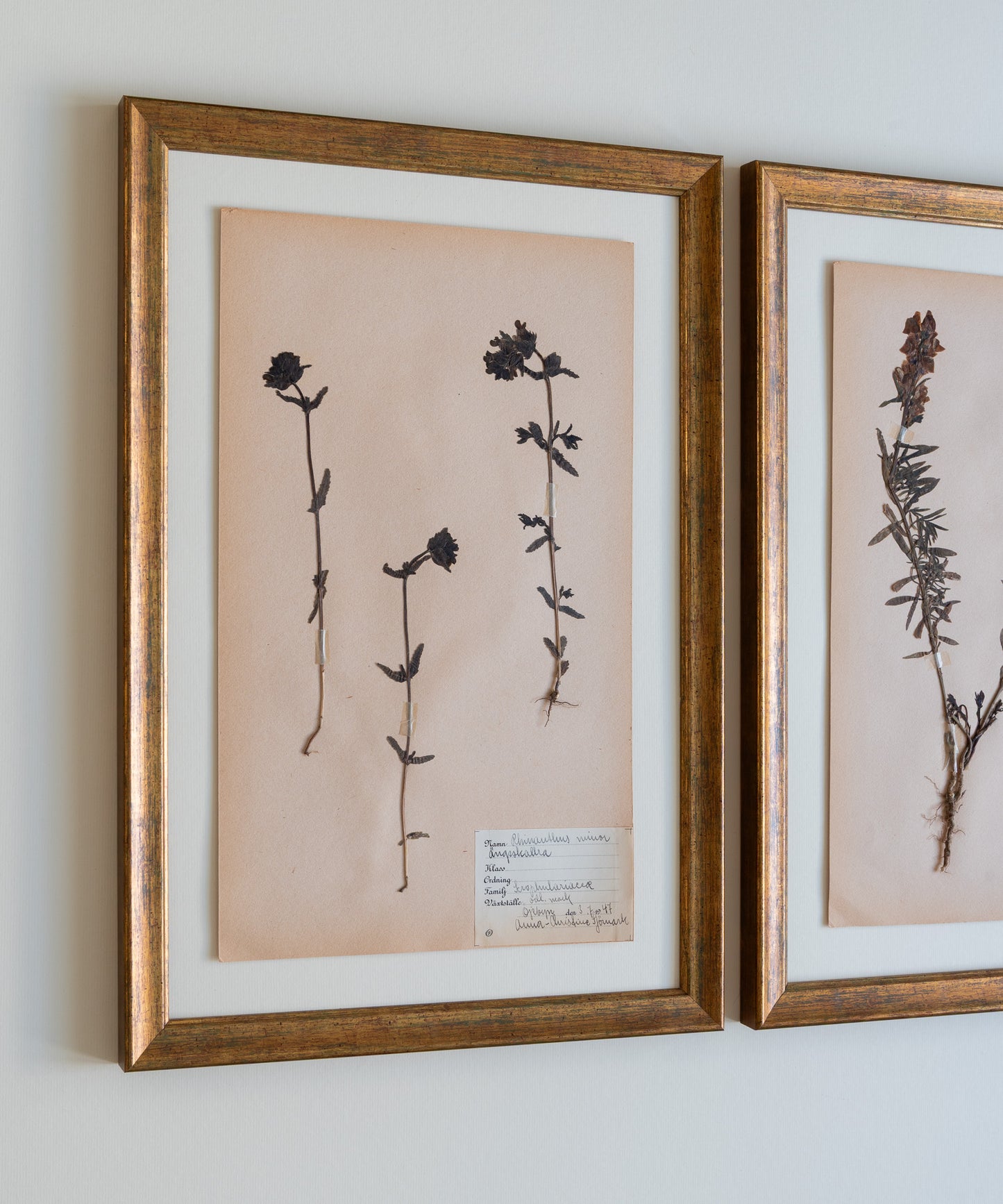The Antique Botanicals