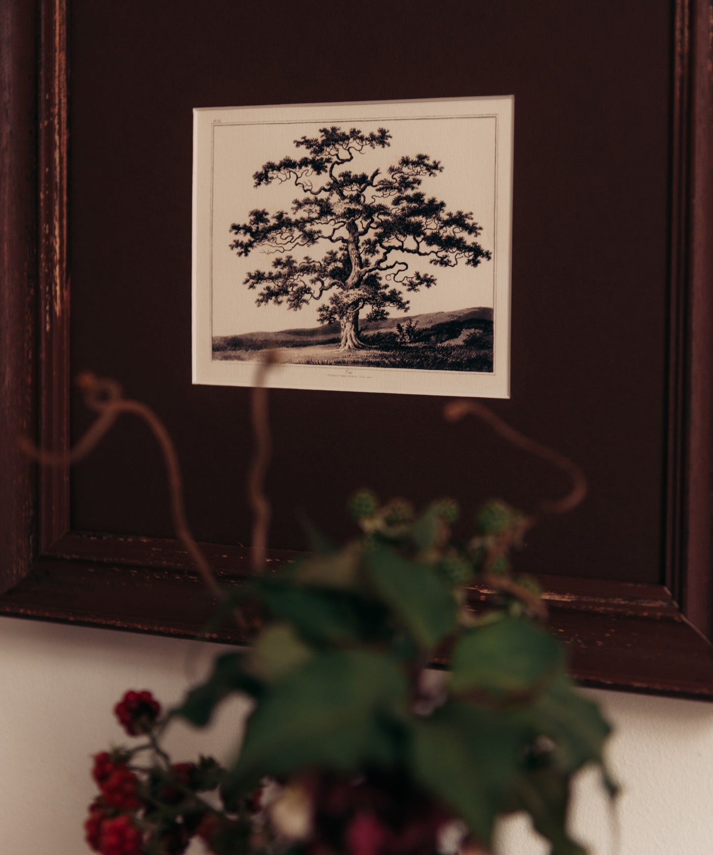 The Old Oak Tree