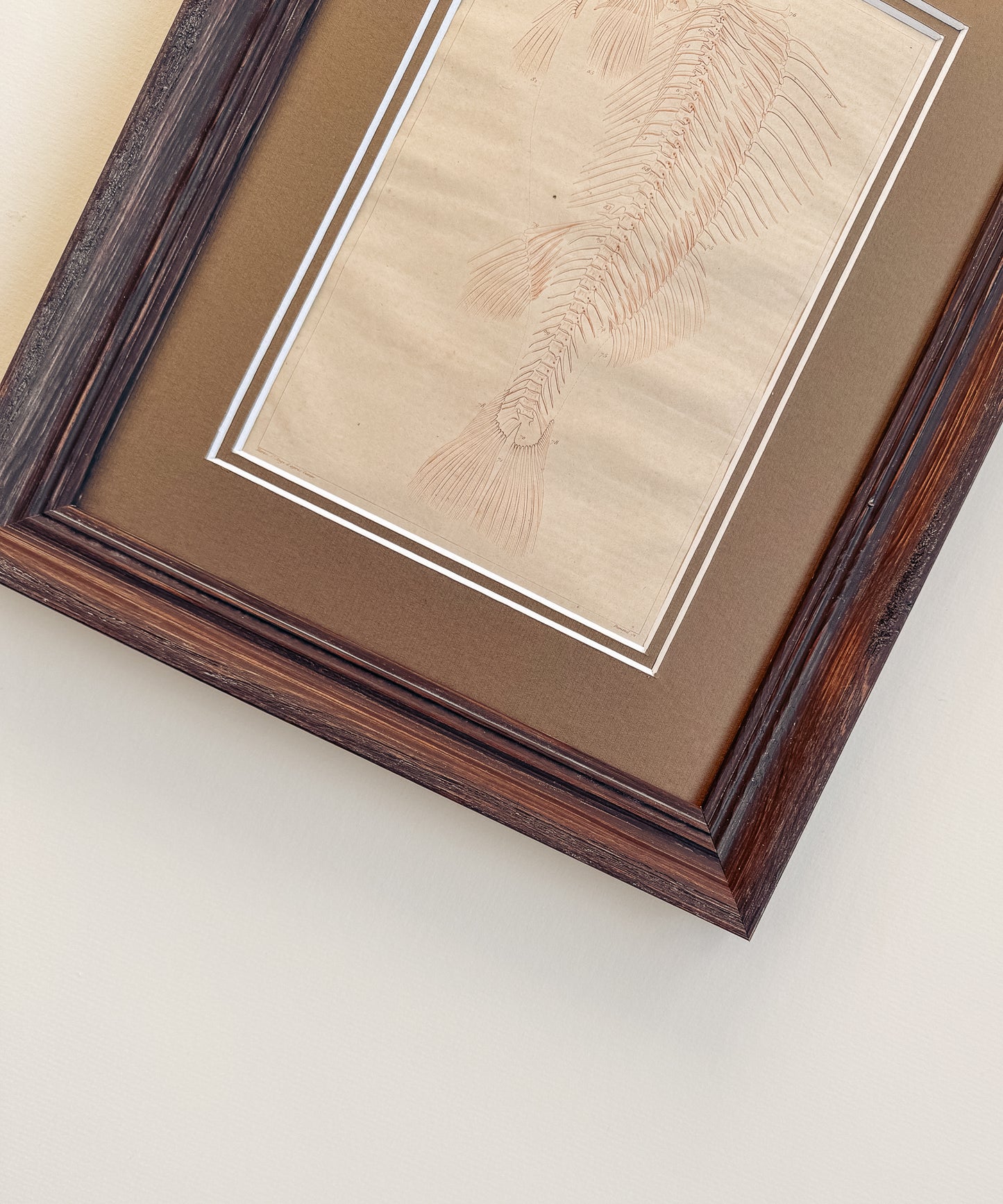 The Antique Fish Skeleton