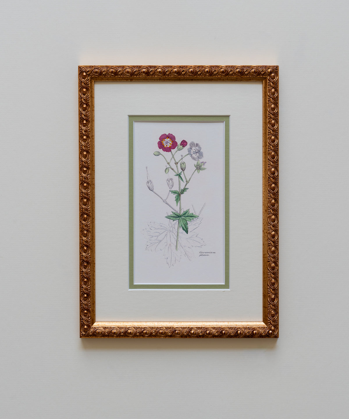 The Geraniums