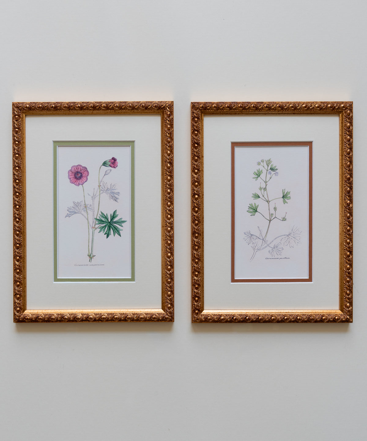 The Geraniums