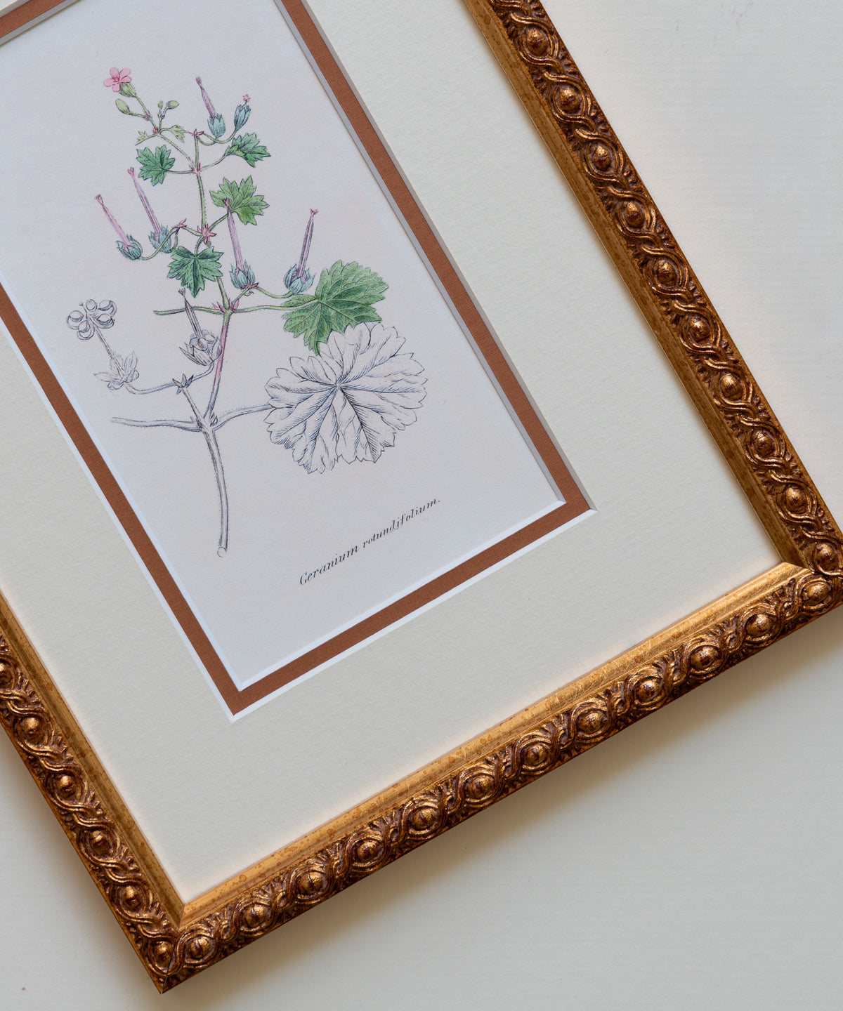 The Geraniums