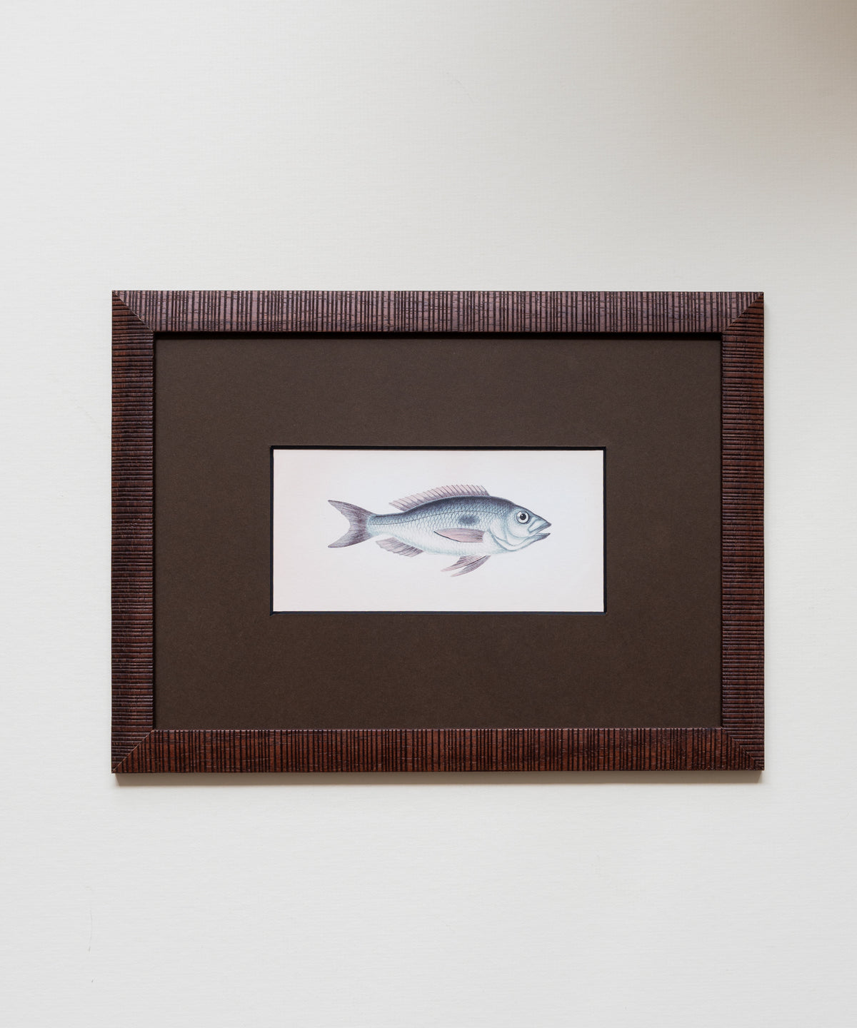 The School of Fish