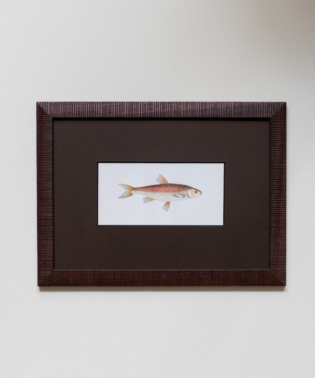 The School of Fish