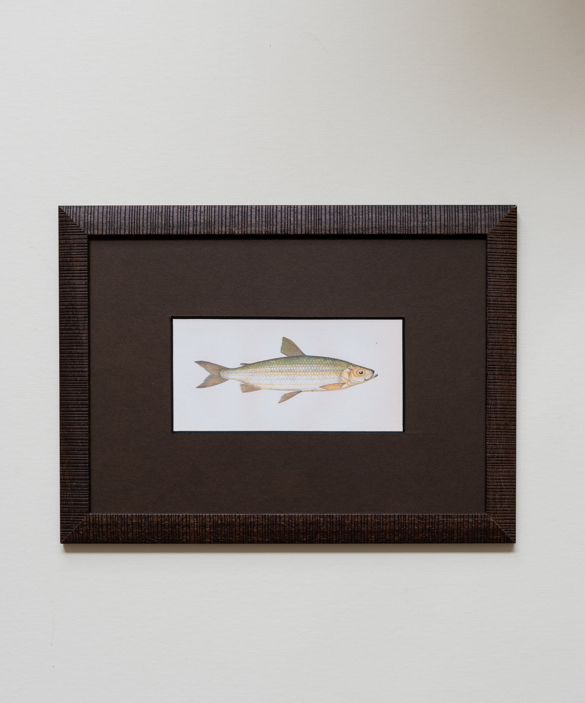 The School of Fish