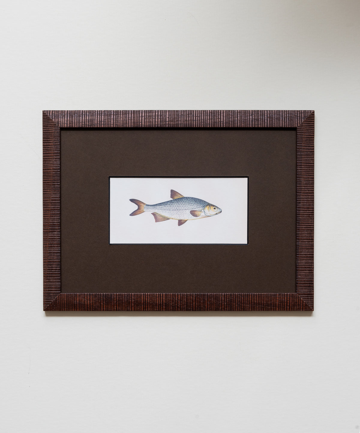 The School of Fish