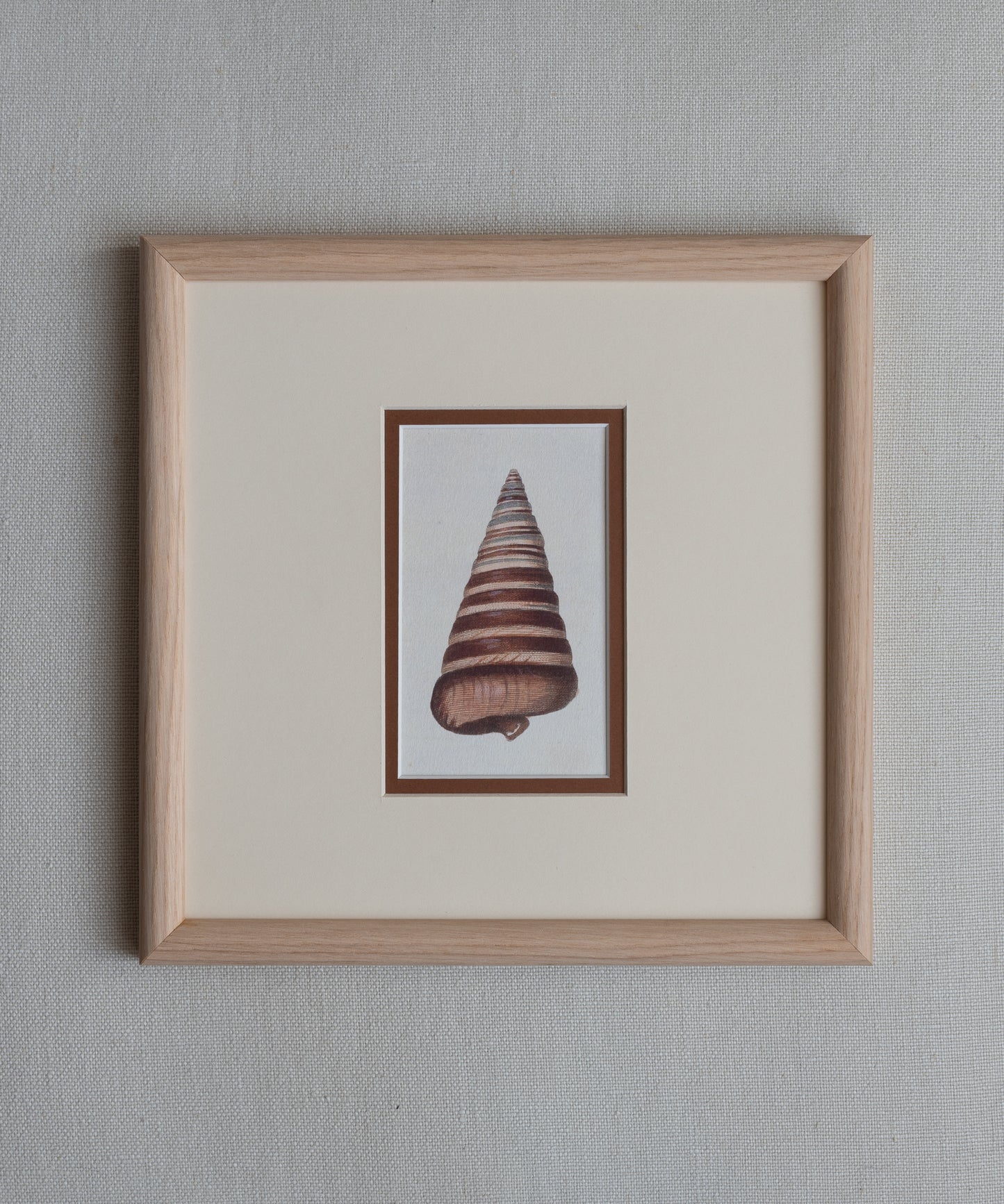 The Shells