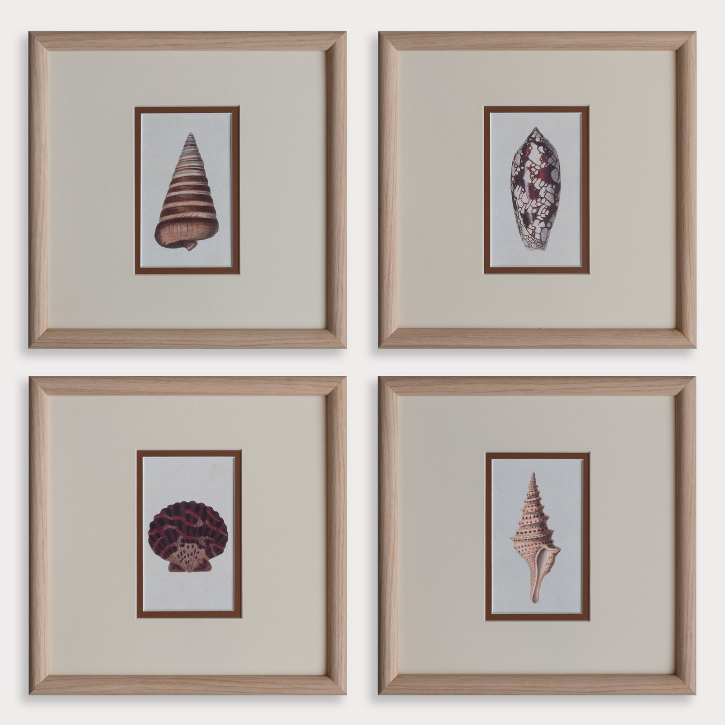 The Shells