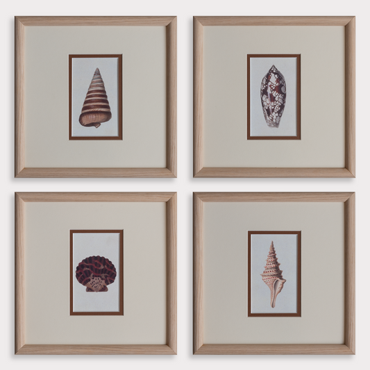 The Shells