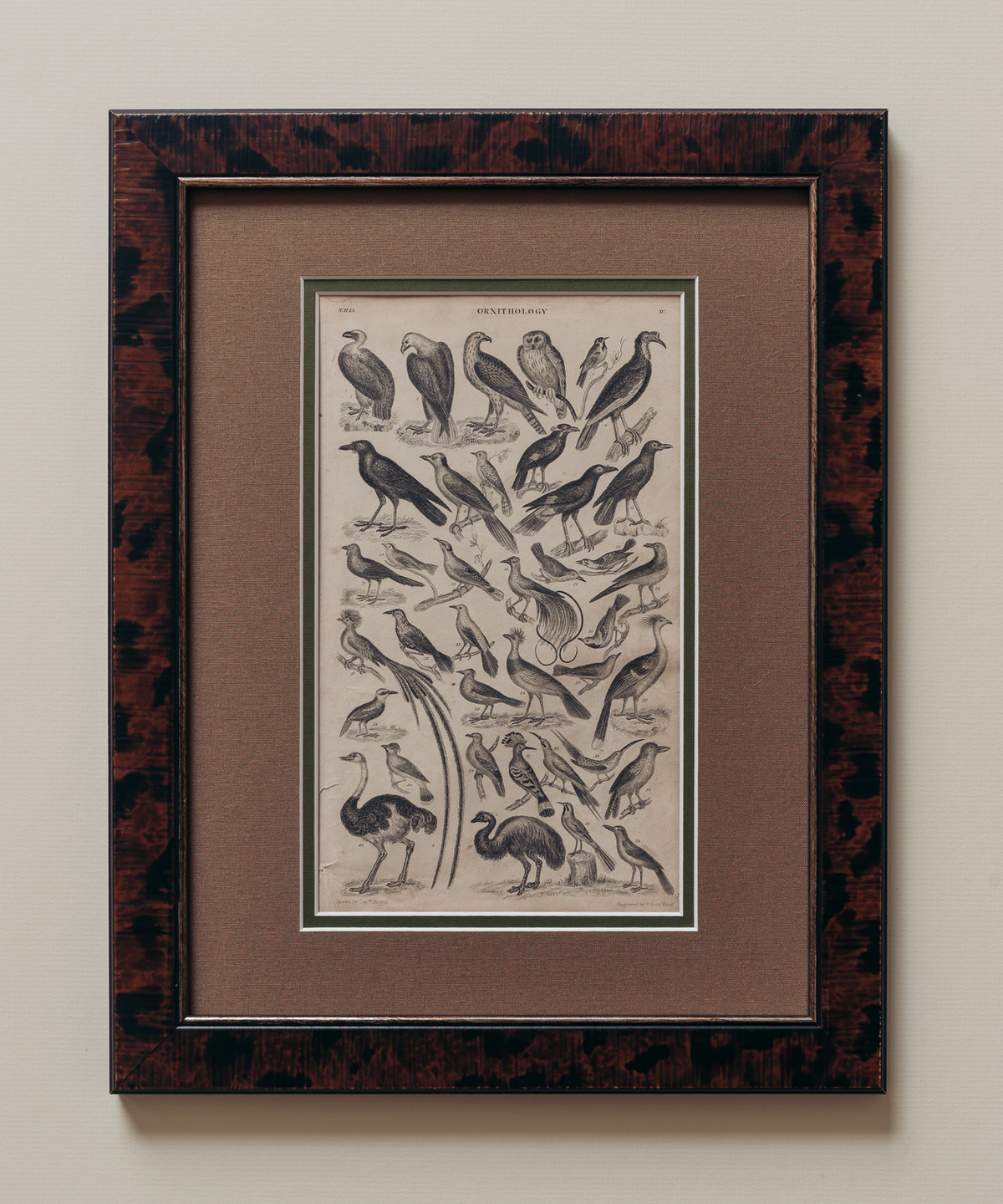 The Ornithology Plates