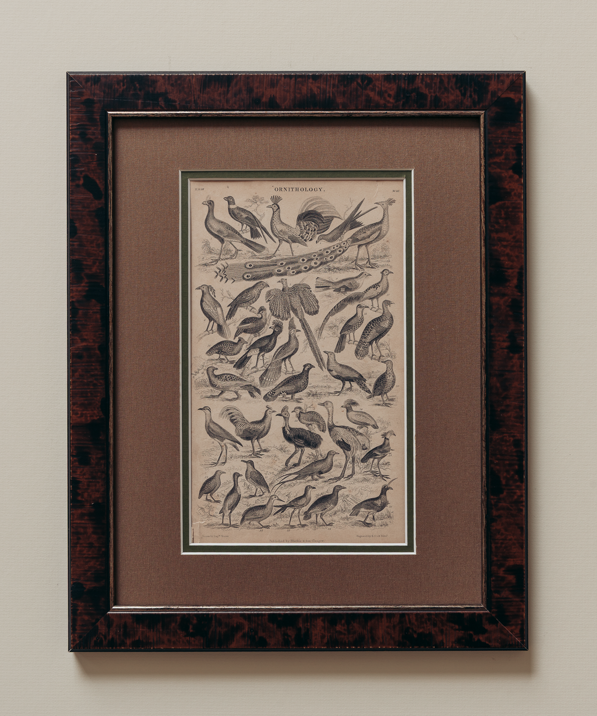The Ornithology Plates