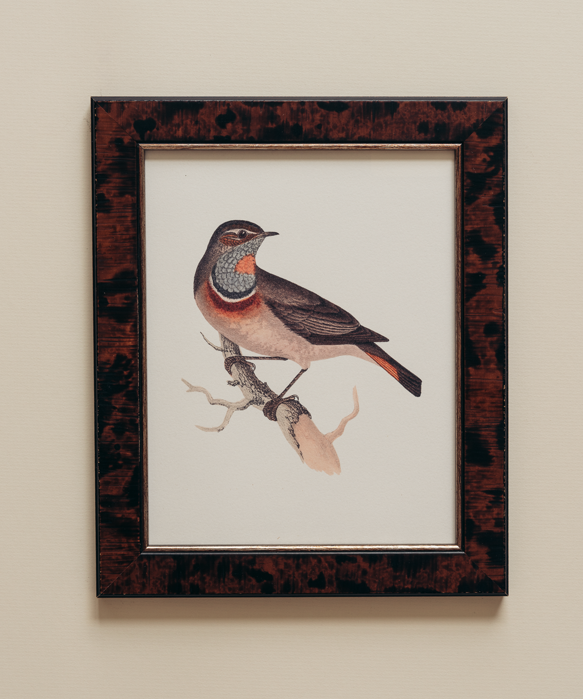 The British Birds