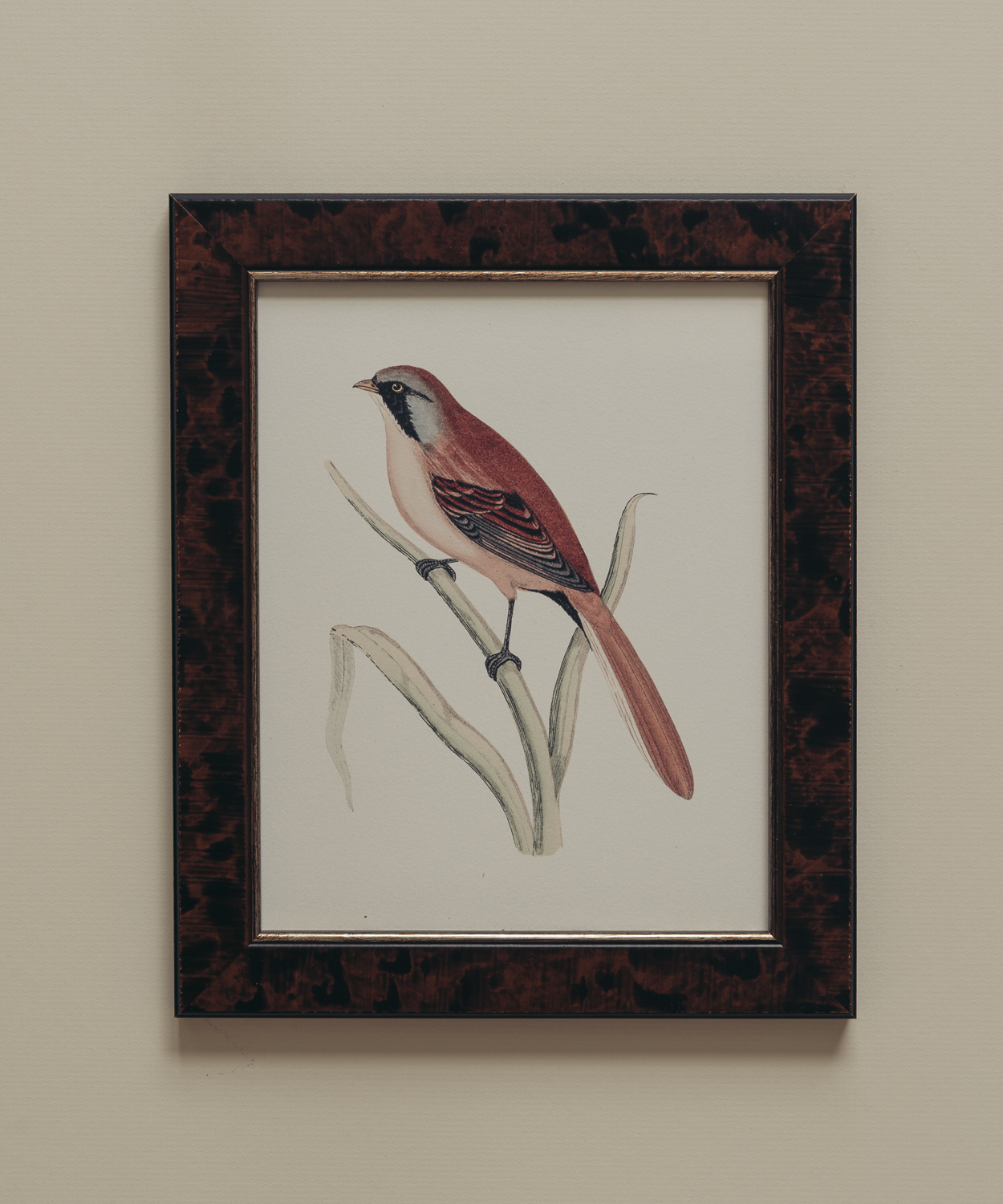 The British Birds