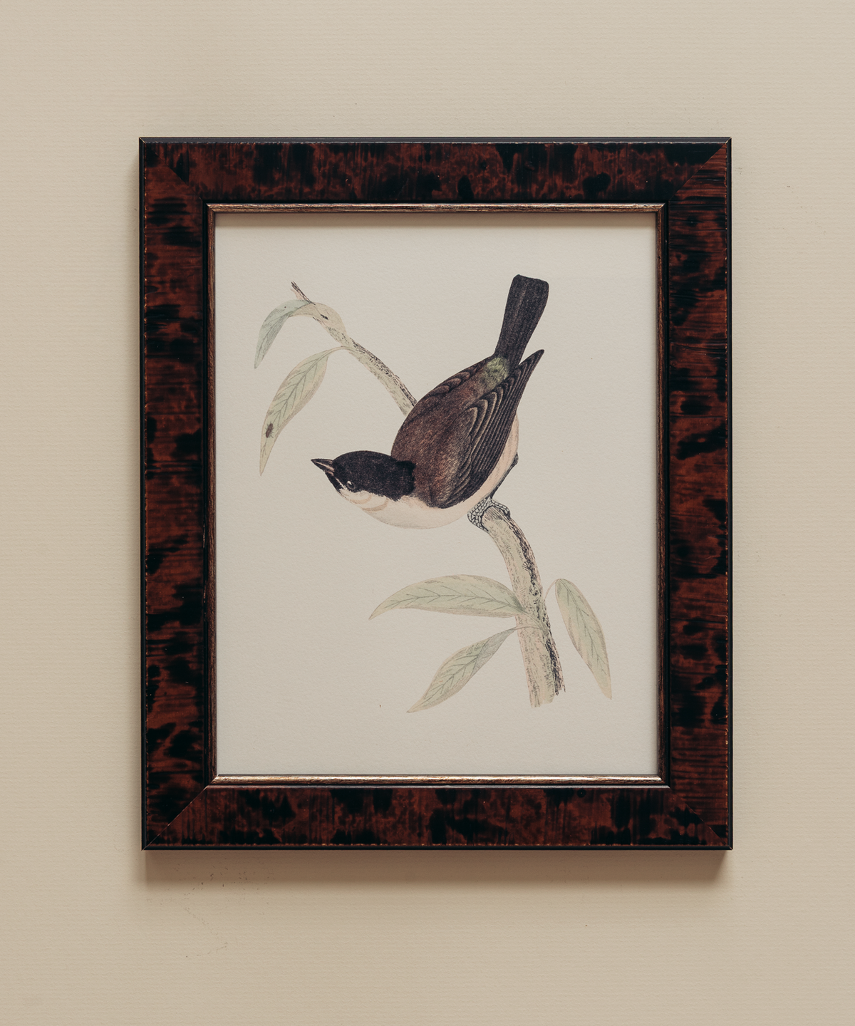 The British Birds