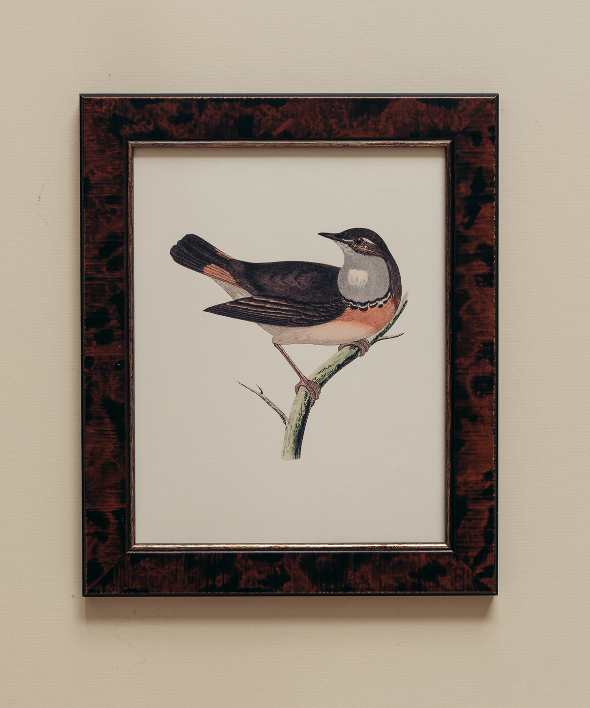 The British Birds