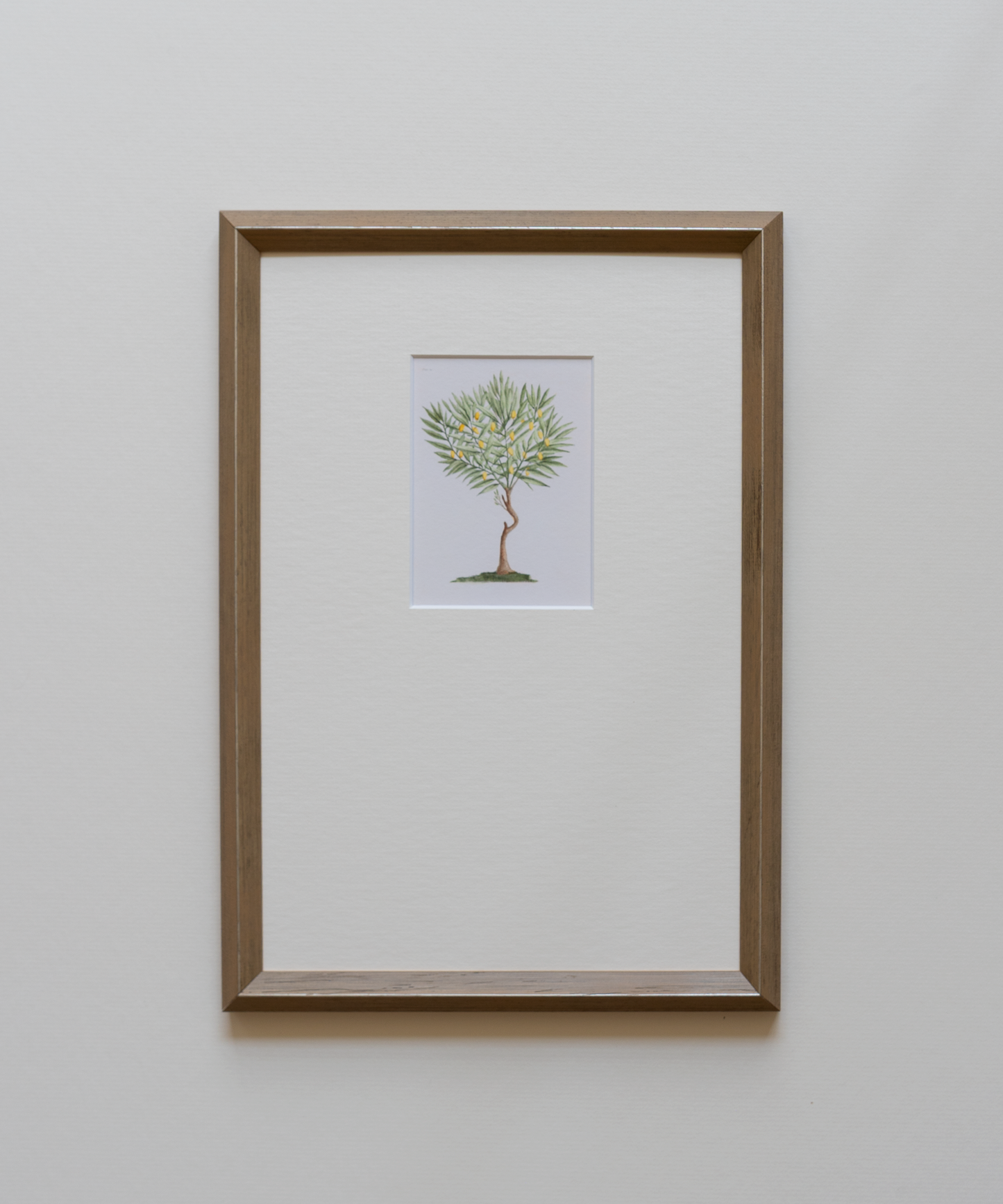 Framed artwork of an antique print of a lemon tree