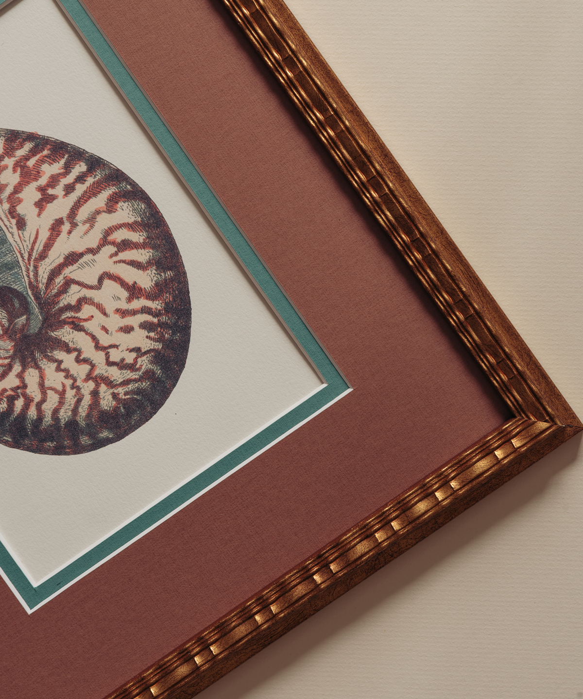 The Nautilus Studies