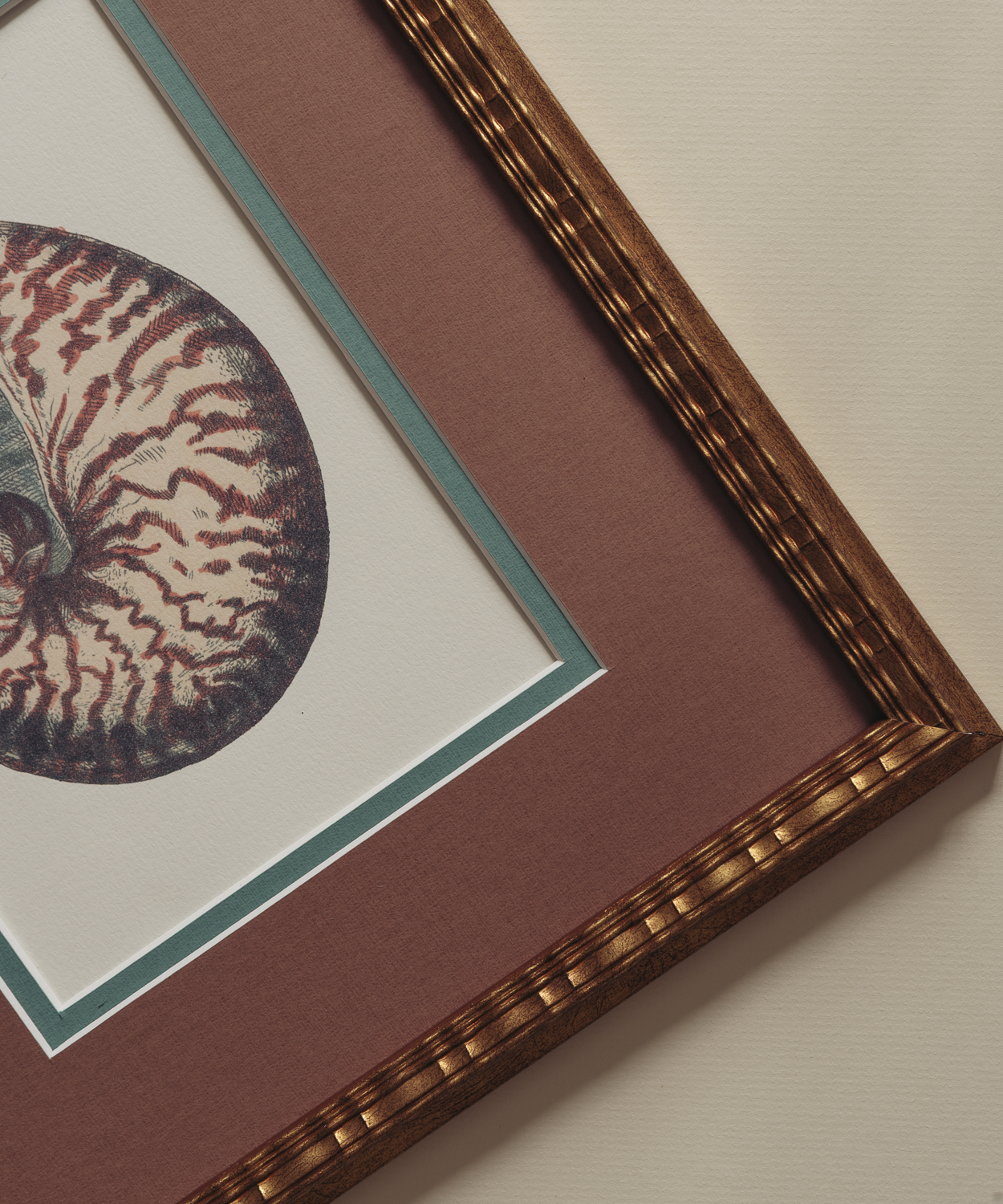 The Nautilus Studies