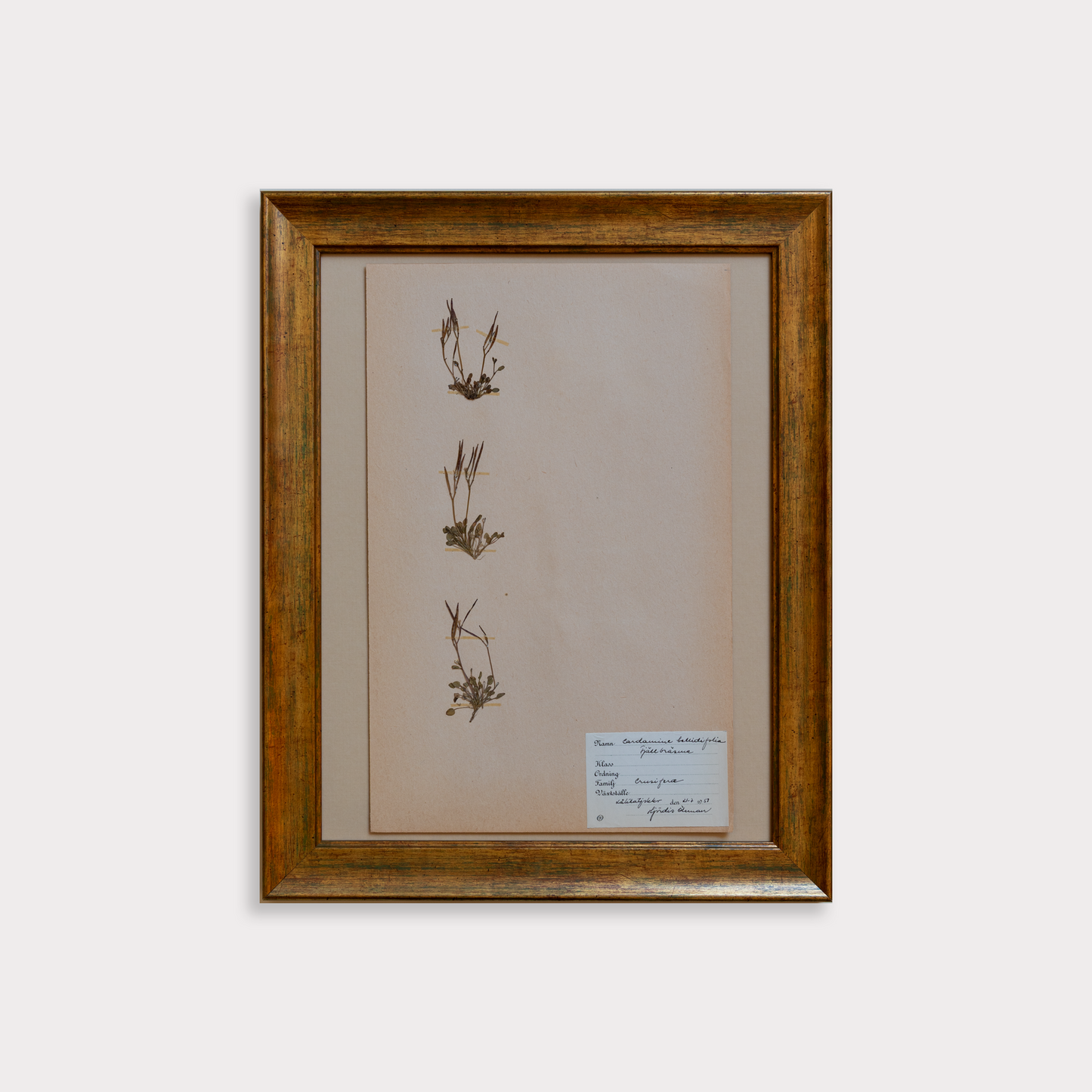 The Antique Botanicals