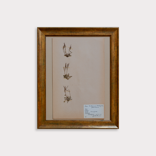 The Antique Botanicals