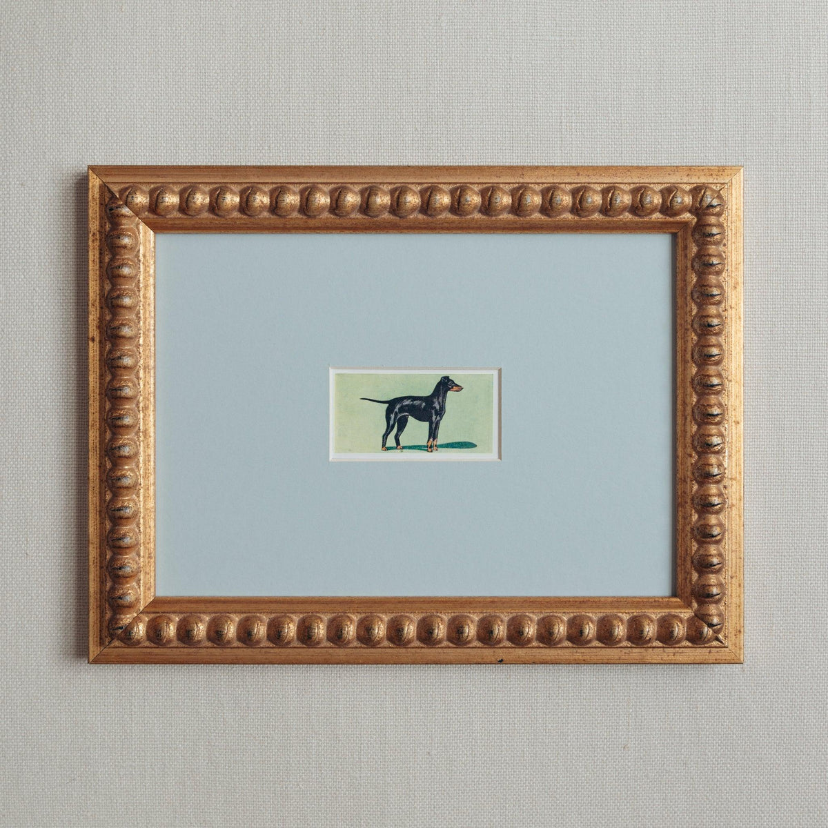 The Mid-Century Dogs