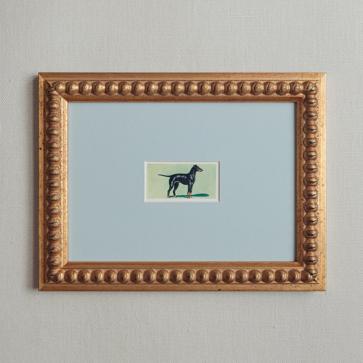 The Mid-Century Dogs