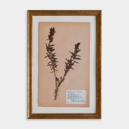 The Antique Botanicals
