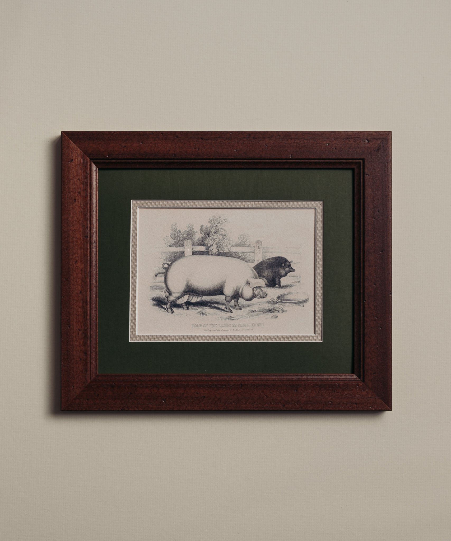 The Grumpy Pigs – Giddy Prints