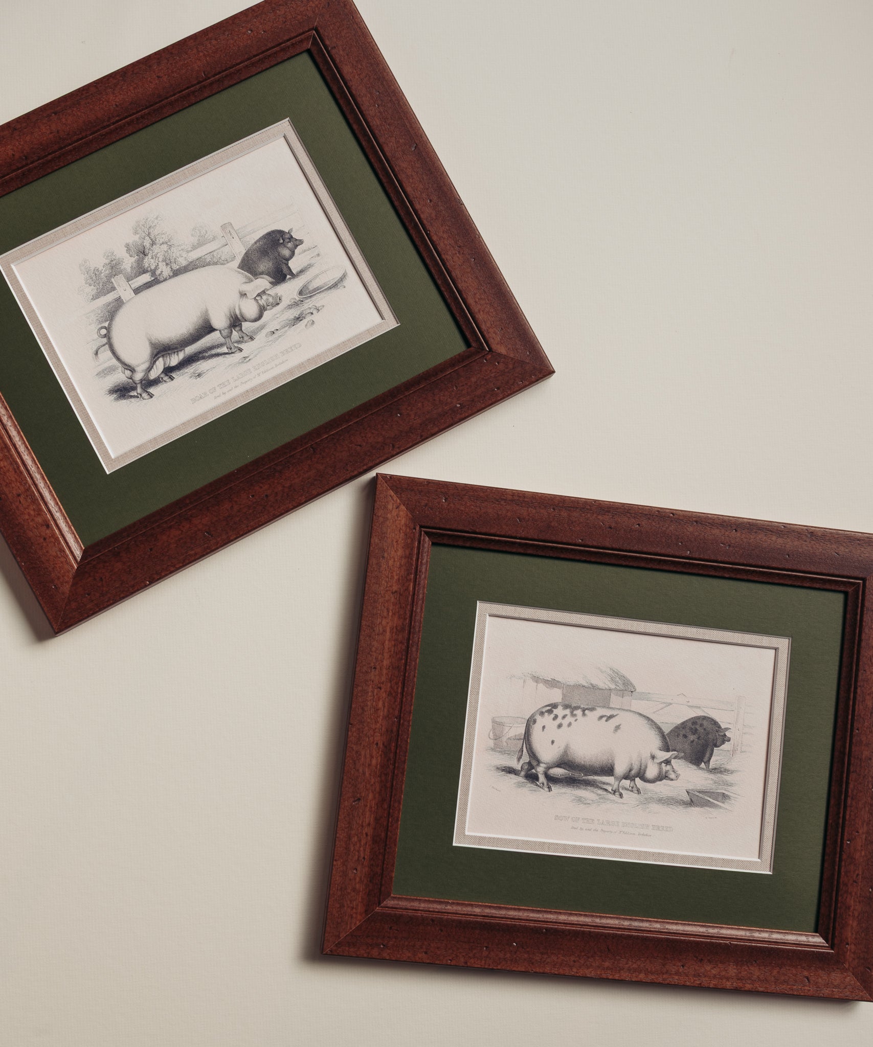 The Grumpy Pigs – Giddy Prints