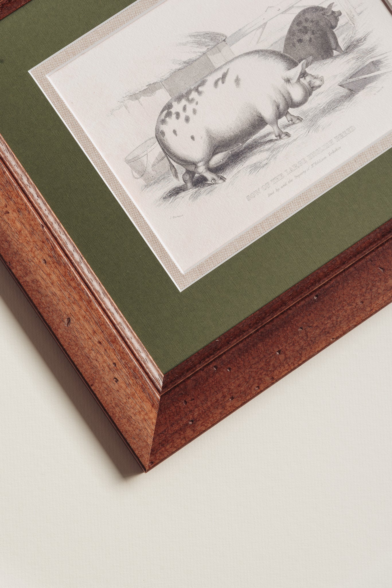 The Grumpy Pigs – Giddy Prints