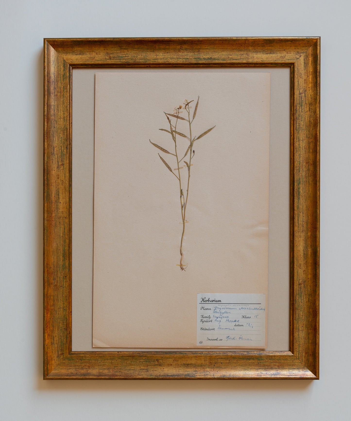 The Antique Botanicals