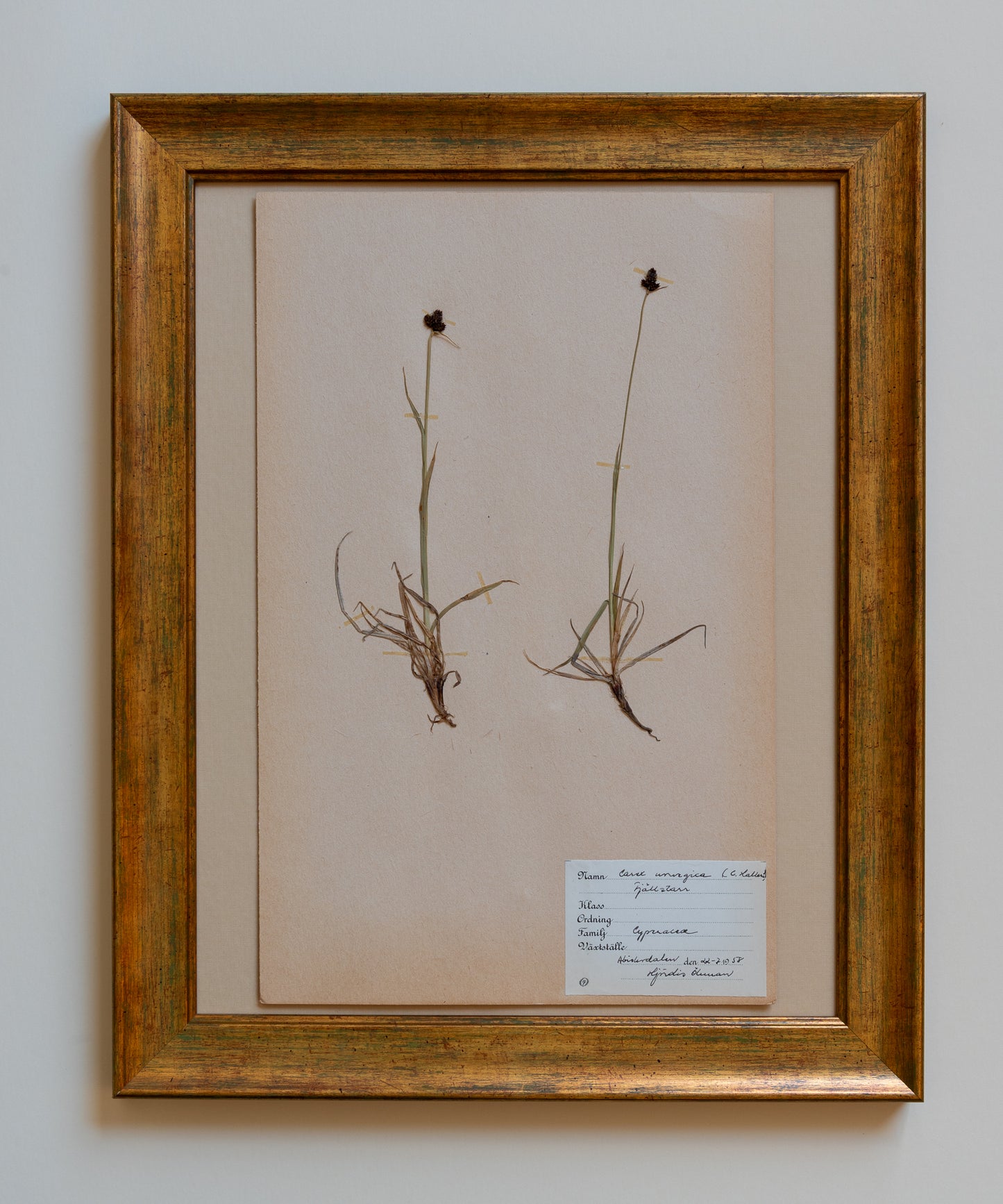 The Antique Botanicals