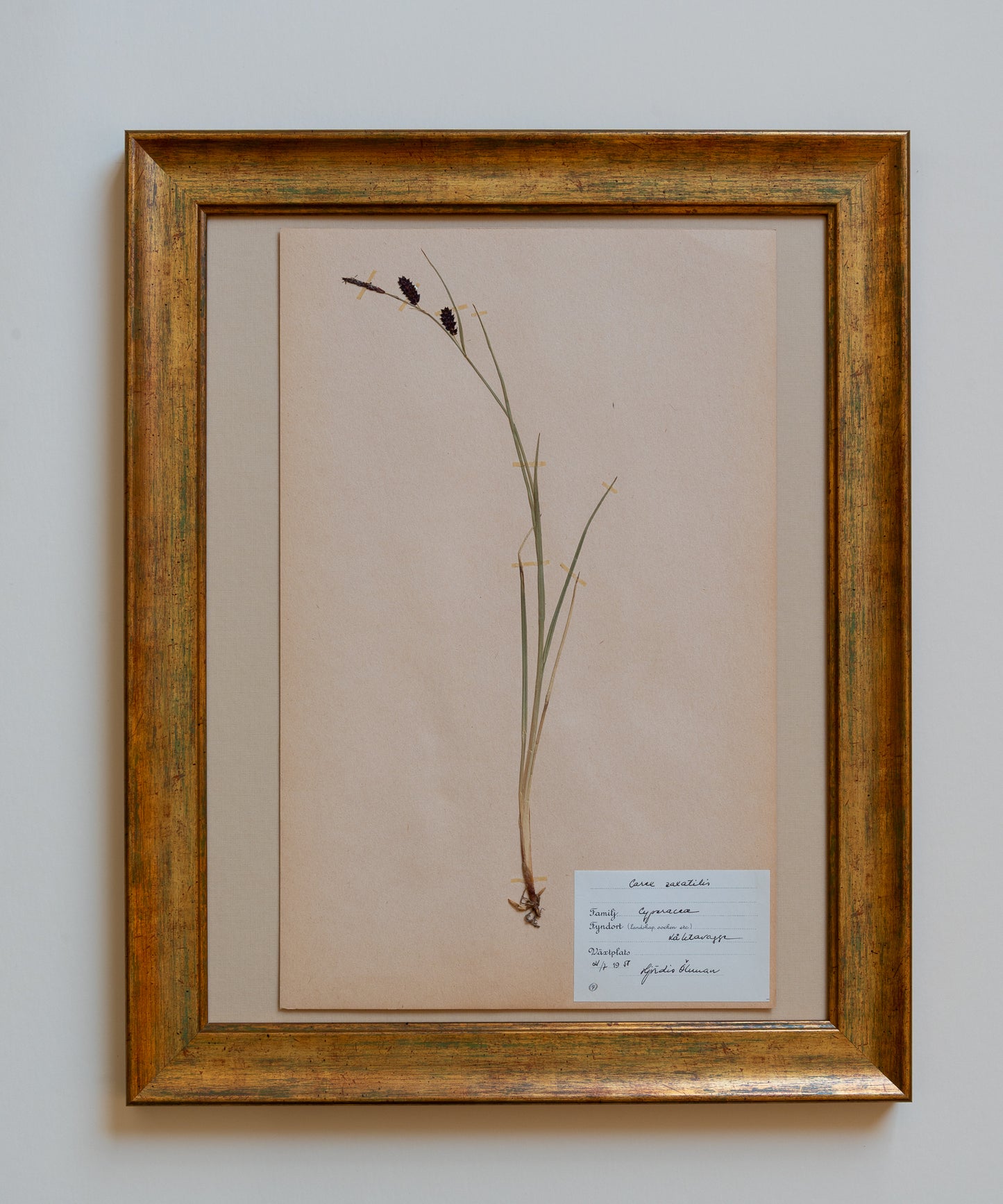 The Antique Botanicals