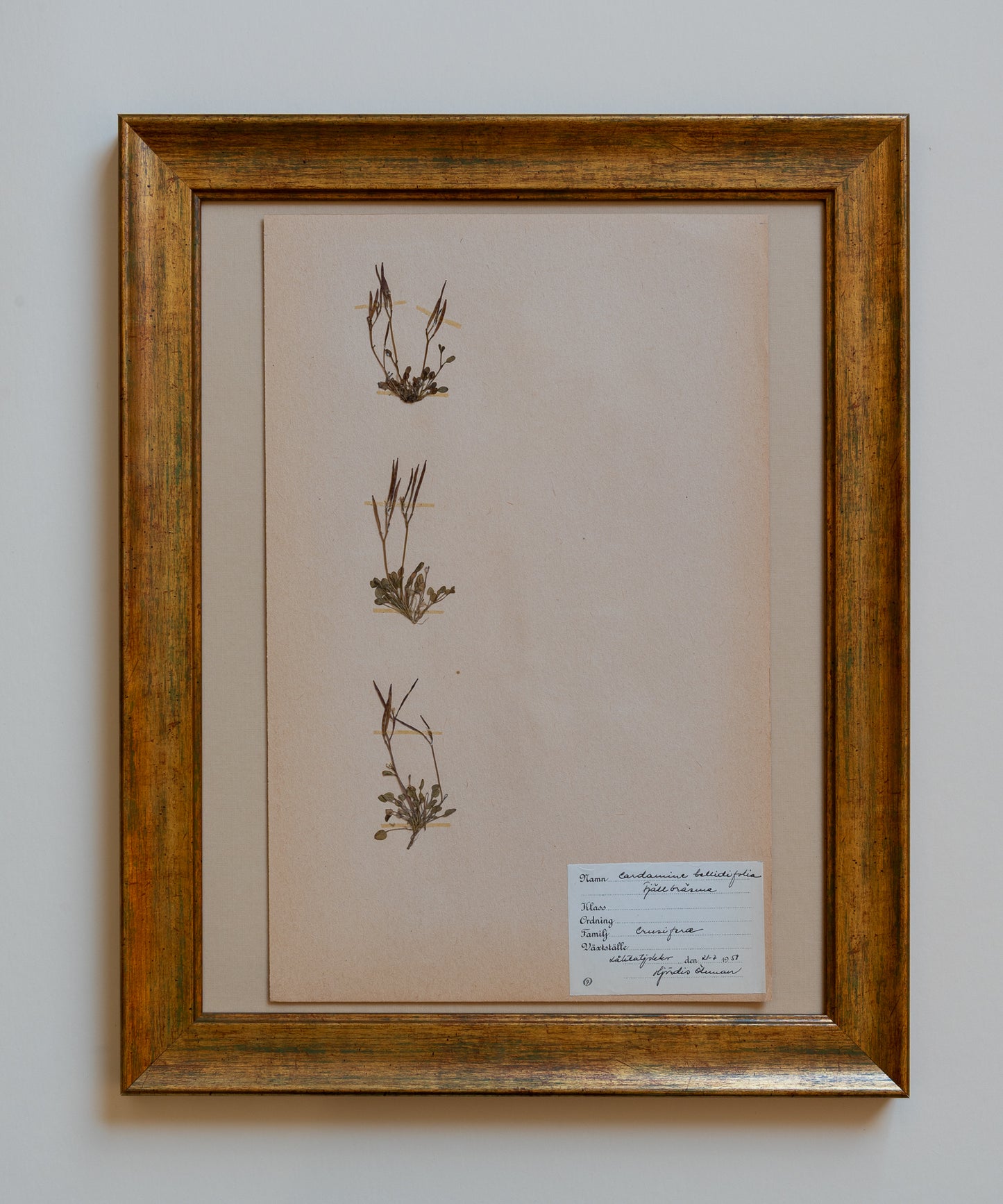 The Antique Botanicals