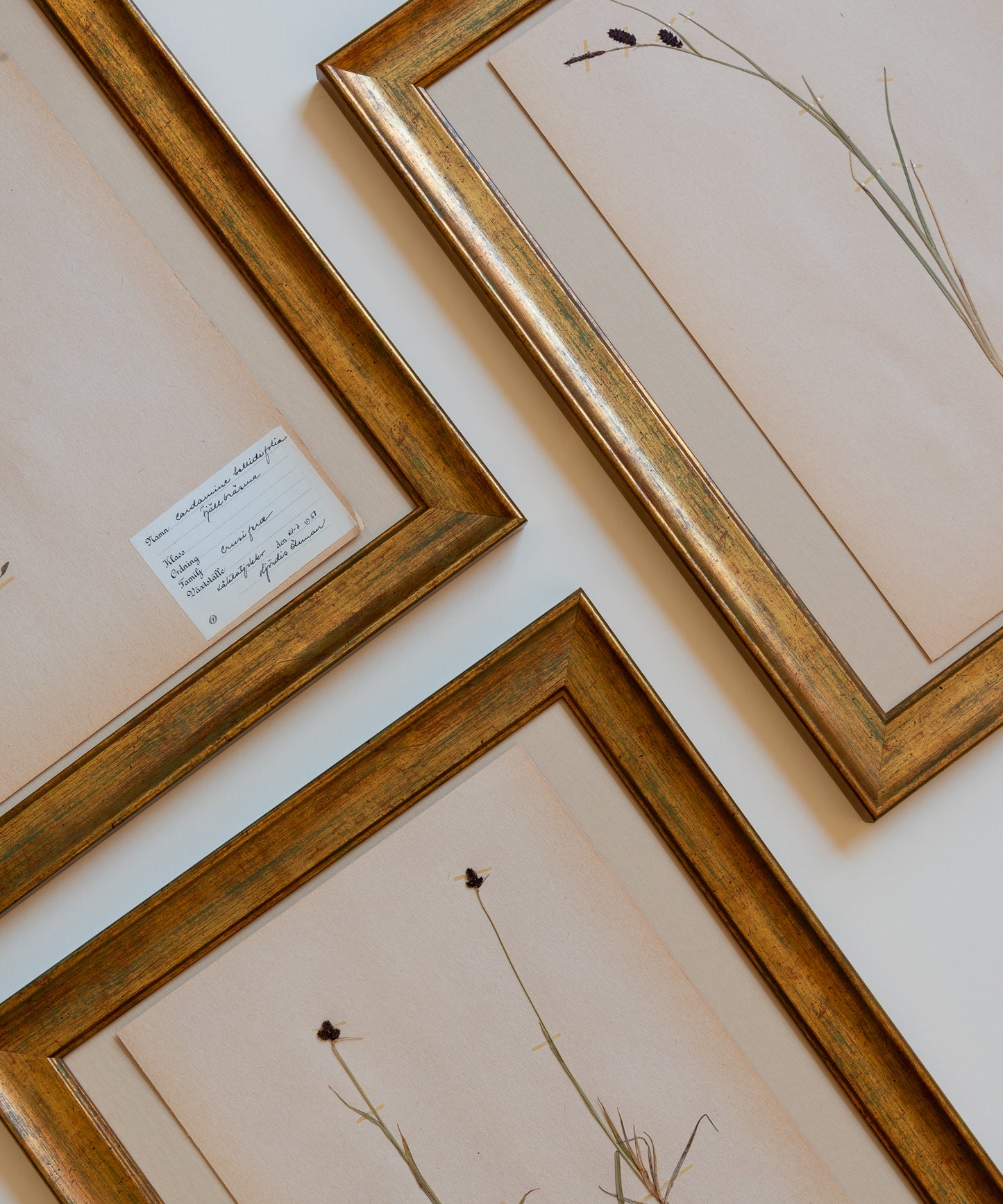 The Antique Botanicals