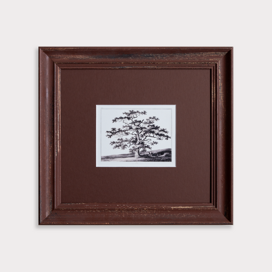The Old Oak Tree
