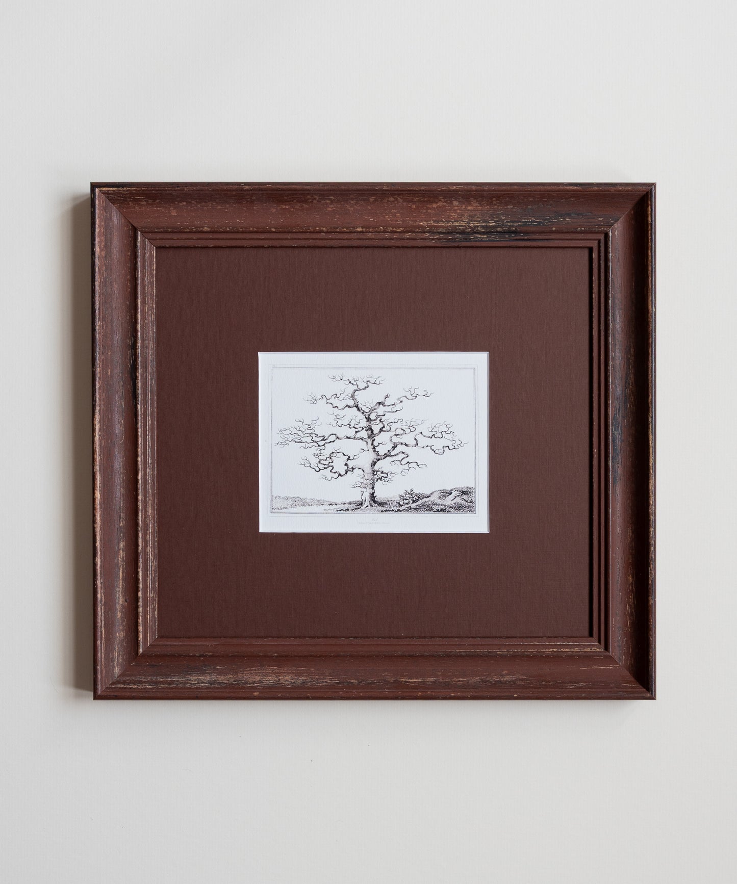 The Old Oak Tree
