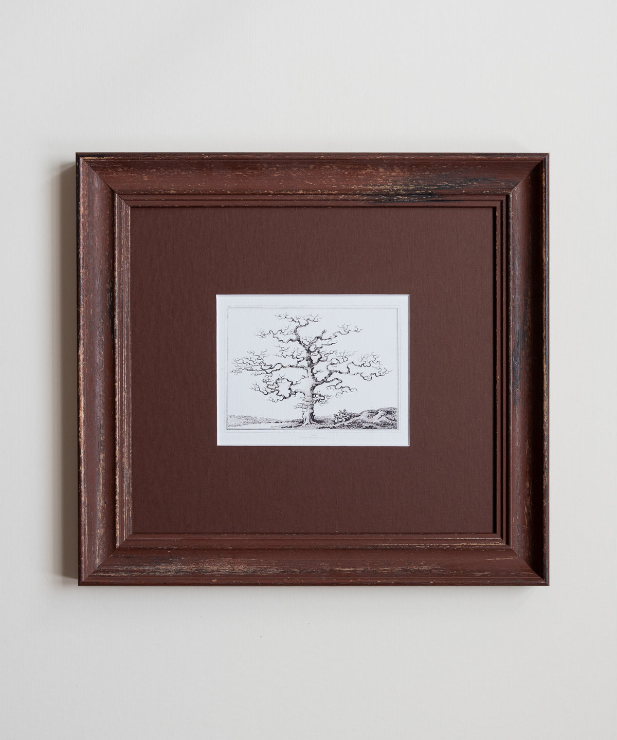 The Old Oak Tree