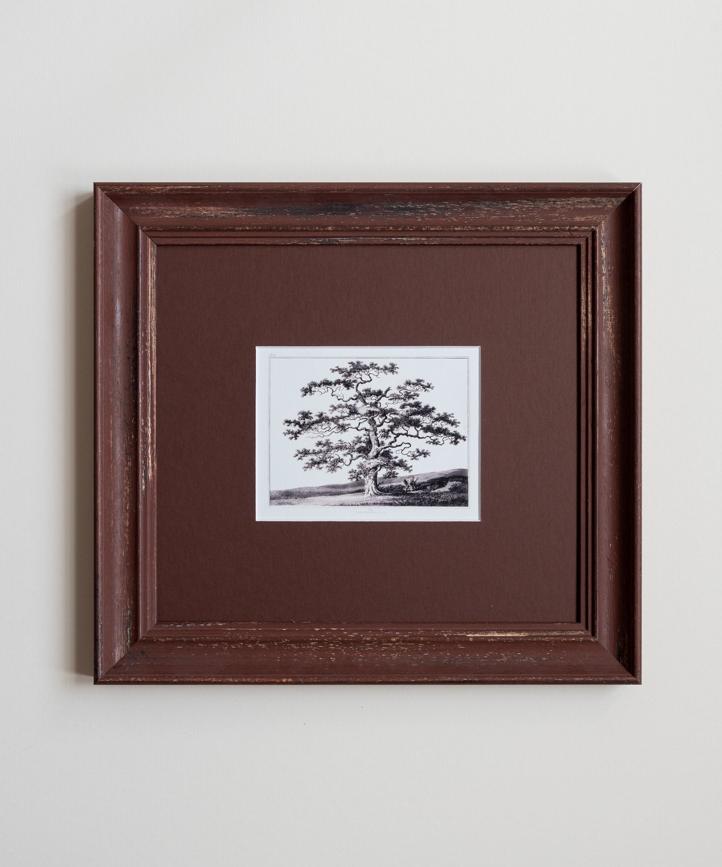 The Old Oak Tree