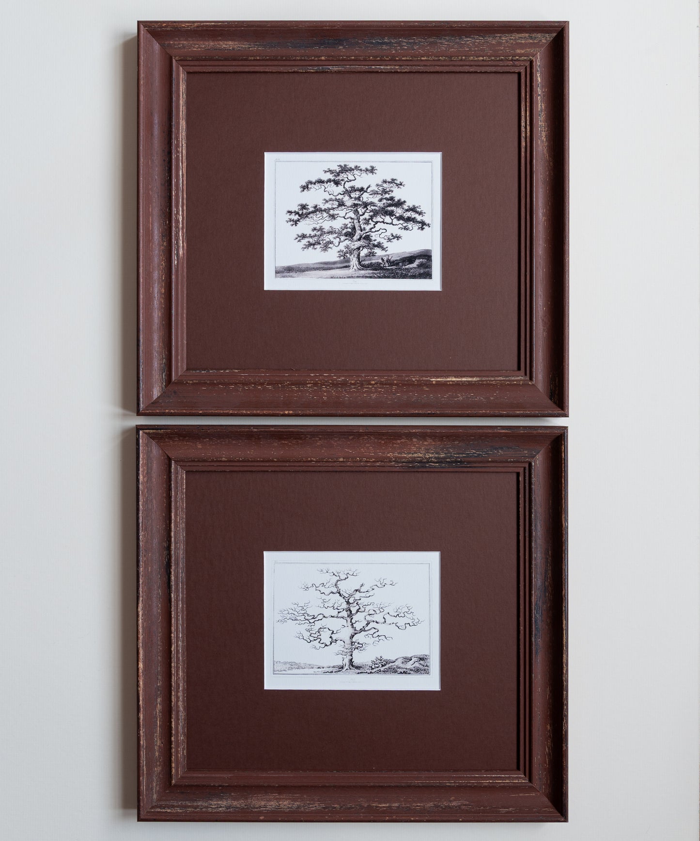 The Old Oak Tree