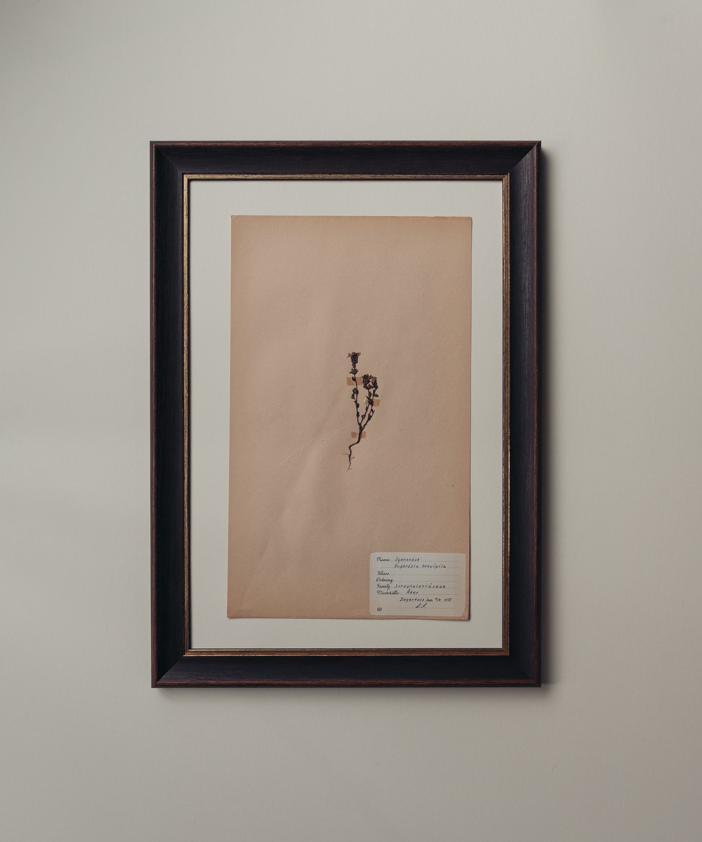 The Antique Botanicals