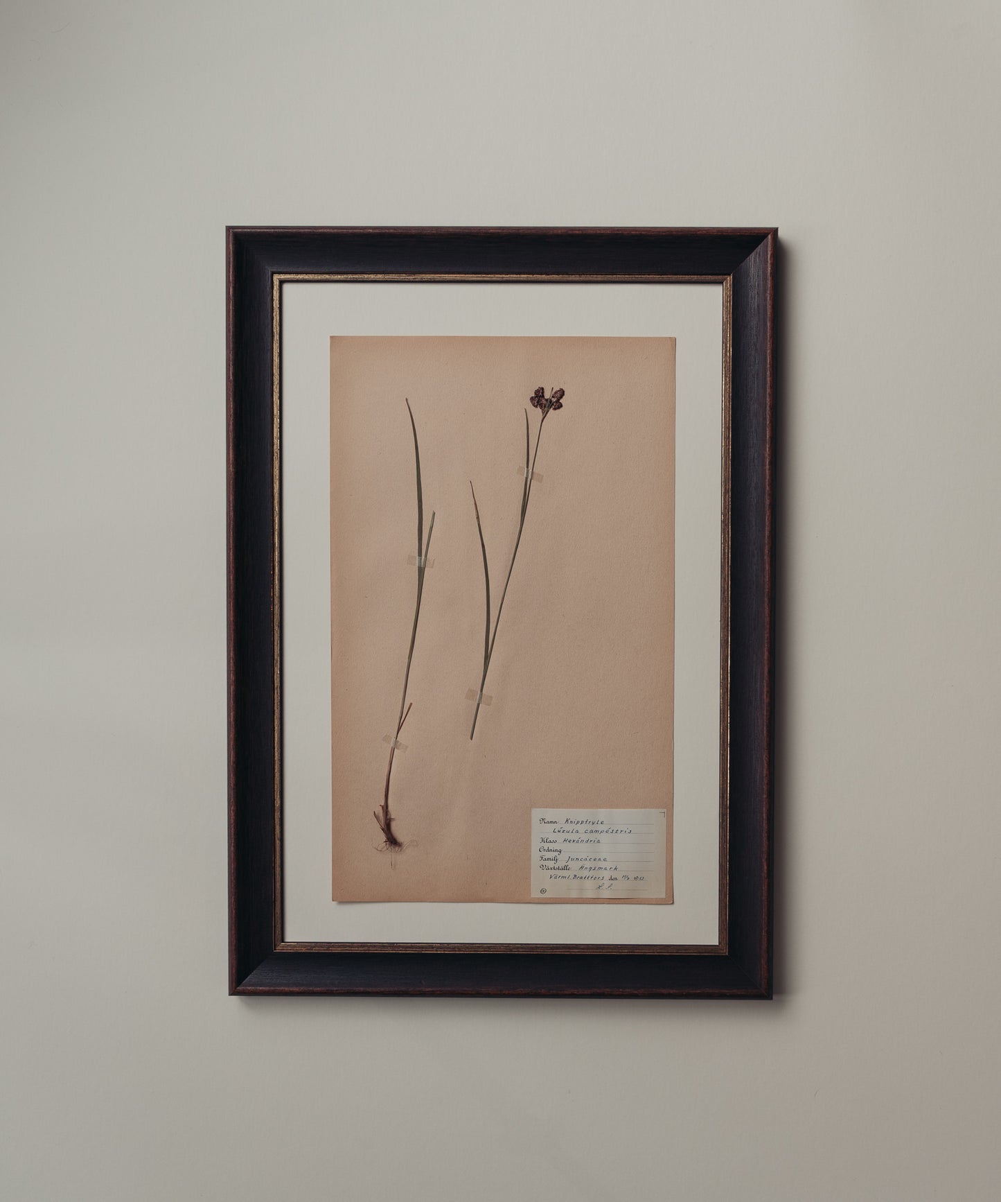 The Antique Botanicals