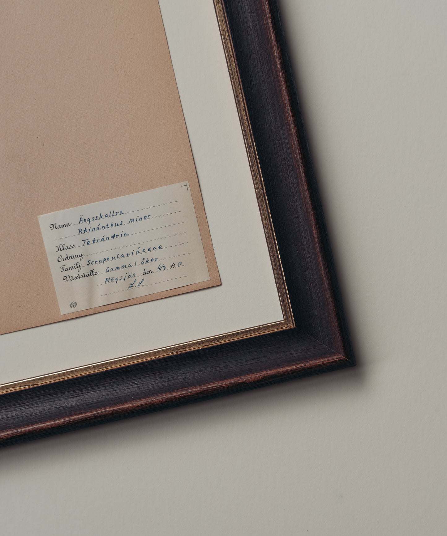 The Antique Botanicals