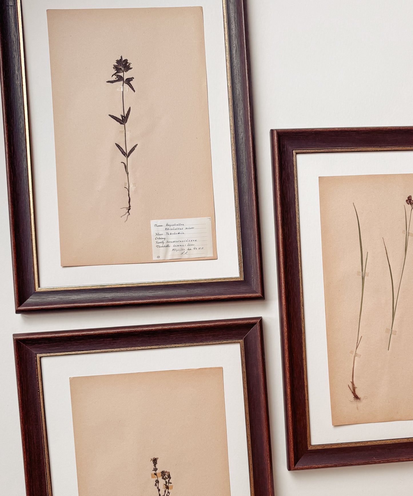 The Antique Botanicals