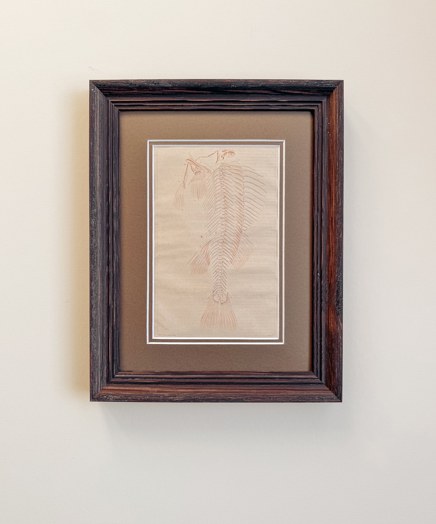 The Antique Fish Skeleton