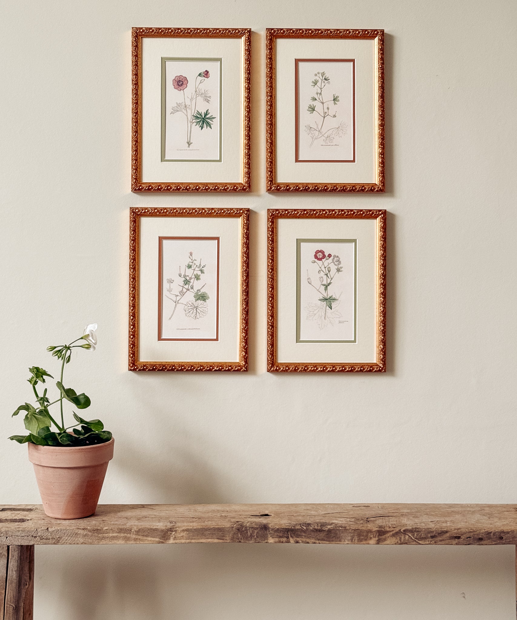 The Geraniums